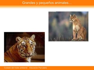 Grandes y pequeños animales… 