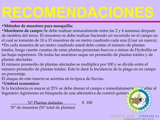 RECOMENDACIONES  Métodos de muestreo para mosquilla: Monitoreo de campo:  Se debe realizar semanalmente entre las 2 y 4 semanas después de siembra del arroz. El muestreo se debe realizar haciendo un recorrido en el campo en el cual se tomarán de 10 a 15 muestras de un metro cuadrado cada una (Usar un marco).  En cada muestra de un metro cuadrado usted debe contar el número de plantas totales, luego cuente cuantas de estas plantas presentan huevos o minas de Hydrellia en las hojas superiores. De todas las muestras saque un promedio de plantas totales y de plantas afectadas. El número promedio de plantas afectadas se multiplica por 100 y se divide entre el número promedio de plantas totales. Esto le dará la Incidencia de la plaga en su campo en porcentaje. El ataque de este insecto se acentúa en la época de lluvias. Umbral economico: Si la Incidencia es mayor al 25% se debe drenar el campo e inmediatamente consultar al Ingeniero Agrónomo en búsqueda de una alternativa de control químico. N° Plantas dañadas X  100 N° de muestras (N° total de plantas) 