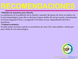 RECOMENDACIONES  Métodos de muestreo para chinche: La estimacion de la población de la chinche vaneador del grano de arroz se realiza con la red entomológica, para ello se efectuan 5 pases dobles de red por punto, muestreando en forma diagonal el lote y escogiendo 5-10 sitios al azar, dependiendo del lote a muestrear. Umbral económico Se debe tomar acciones cuando se encuentren de cinco (5) ó más adultos o ninfas por pase doble de red entomológica . 