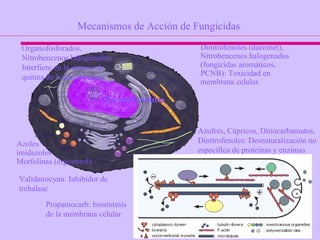 Azufres, Cúpricos, Ditiocarbamatos, Dinitrofenoles: Desnaturalización no específica de proteínas y enzimas Mecanismos de Acción de Fungicidas Dinitrofenoles (dazomet), Nitrobencenos halogenados (fungicidas aromáticos, PCNB): Toxicidad en membrana celular. Validamicyna: Inhibidor de trehalase Organofosforados, Nitrobencenos halogenados: Interfiere en la síntesis de quitina de la pared celular Azoles imidazoles Morfolinas (ergosterol) Dicarboximidas Propamocarb: biosíntesis de la membrana celular 