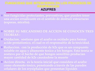 FUNGICIDAS QUE INTERFIEREN EN LOS PROCESOS DE RESPIRACION AZUFRES Son fungicidas protectantes, preventivos, que pueden tener una accion erradicante en el sentido de destruir estructuras (esporas, micelio). SOBRE SU MECANISMO DE ACCION SE CONOCEN TRES TEORIAS : Oxidacion.  sostiene que el azufre es oxidado para formar acido pentationico, el cual es el responsable de la toxicidad. Reduccion.  con la producción de h2s que es un compuesto soluble en agua y altamente toxico a los hongos. Esta teoría se sostuvo por el hecho de que hongos sensibles producían mayor cantidad de h2s causándose la muerte Accion directa.  es la teoria inicial que considera el azufre como elemento toxico, penetrando a través de las paredes celulares de los erysiphales que presentan lipoides permitiendo el paso del azufre al interior de la celula. Otra teoria sostiene que el azufre actúa como elemento análogo bien sea como fuente o como material de síntesis (fertilizante). Se ha encontraron que el fusarium confunde el O2 con el s, formando en fermentacion h2s en cambio de h2o de tal manera que este compuesto llega a interferir diferentes reacciones del ciclo de krebs. 