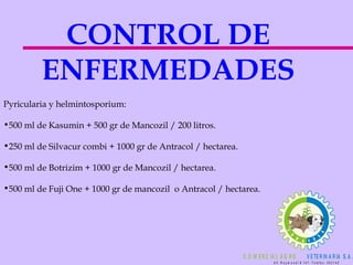CONTROL DE ENFERMEDADES Pyricularia y helmintosporium: 500 ml de Kasumin + 500 gr de Mancozil / 200 litros. 250 ml de Silvacur combi + 1000 gr de Antracol / hectarea. 500 ml de Botrizim + 1000 gr de Mancozil / hectarea. 500 ml de Fuji One + 1000 gr de mancozil  o Antracol / hectarea.   