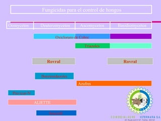 Fungicidas para el control de hongos Oomycetos Deuteromycetos  Ascomycetos  Basidiomycetos Oxicloruro de Cobre Triazoles  Benzimidazoles Azufres Previcur-N ALIETTE Imazalil  Rovral Rovral 