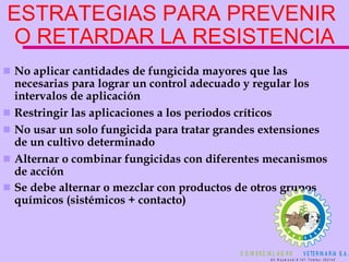 No aplicar cantidades de fungicida mayores que las necesarias para lograr un control adecuado y regular los intervalos de aplicación Restringir las aplicaciones a los periodos críticos No usar un solo fungicida para tratar grandes extensiones de un cultivo determinado  Alternar o combinar fungicidas con diferentes mecanismos de acción Se debe alternar o mezclar con productos de otros grupos químicos (sistémicos + contacto)   ESTRATEGIAS PARA PREVENIR  O RETARDAR LA RESISTENCIA 