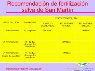 Recomendación de fertilización selva de San Martín PRODUCCION BRUTA: 6 800 KILOS MOMENTO FERTILIZANTES / HA FERTILIZACION 100 kilos 75 – 80 dias despues del trasplante 3° Abonamiento (punto de algodón) 200 kilos 10 – 12 dias despues del trasplante 2° Abonamiento 100 kilos 100 kilos  Al trasplante 1° Abonamiento SULFATO DE POTASIO SULFATO DE AMONIO FOSFATO DIAMONICO 