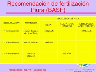 Recomendación de fertilización Piura (BASF) PRODUCCION BRUTA: 10 250 KILOS MOMENTO FERTILIZANTES / HA FERTILIZACION 400 kilos punto de algodón 3° Abonamiento 200 kilos Macollamiento 2° Abonamiento 100 KILOS 150 KILOS 15 dias despues del  trasplante 1° Abonamiento NITROFOSKA AZUL ESPECIAL SULFATO DE AMONIO UREA  
