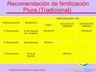 Recomendación de fertilización Piura (Tradicional)  PRODUCCION BRUTA: 9 652 KILOS MOMENTO FERTILIZANTES / HA FERTILIZACION 400 kilos Punto de algodón 3° Abonamiento 200 kilos Macollamiento 2° Abonamiento 100 KILOS 200 KILOS 15 dias despues del  trasplante 1° Abonamiento FOSFATO DE AMONIO SULFATO DE AMONIO UREA  