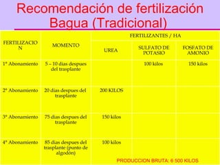 Recomendación de fertilización Bagua (Tradicional)  PRODUCCION BRUTA: 6 500 KILOS 150 kilos 100 kilos  5 – 10 dias despues del trasplante 1° Abonamiento MOMENTO FERTILIZANTES / HA FERTILIZACION 100 kilos 85 dias despues del trasplante (punto de algodón) 4° Abonamiento 150 kilos 75 dias despues del trasplante 3° Abonamiento 200 KILOS 20 dias despues del  trasplante 2° Abonamiento FOSFATO DE AMONIO SULFATO DE POTASIO UREA  