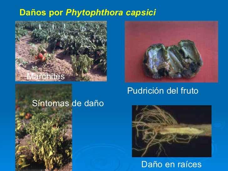 DaÃ±os por  Phytophthora capsici PudriciÃ³n del fruto  DaÃ±o en raÃ­ces  Marchites  SÃ­ntomas de daÃ±o 