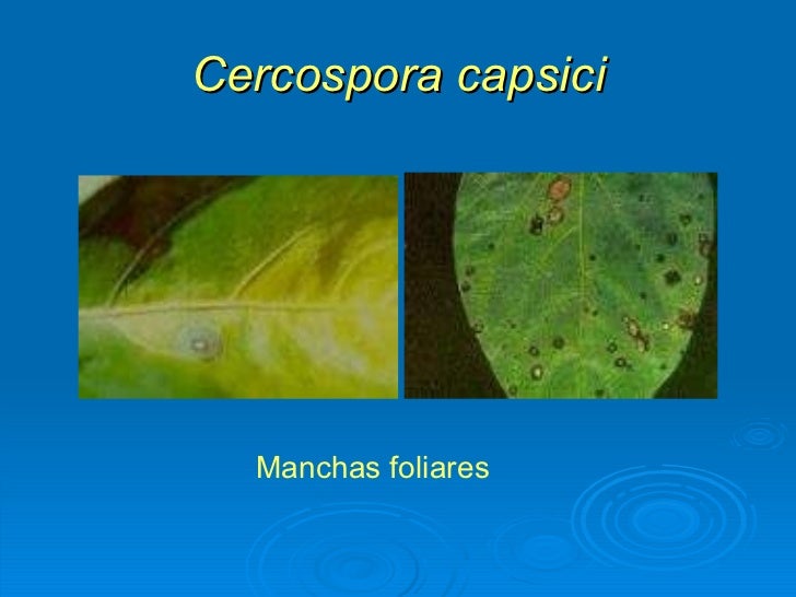 Cercospora capsici Manchas foliares  