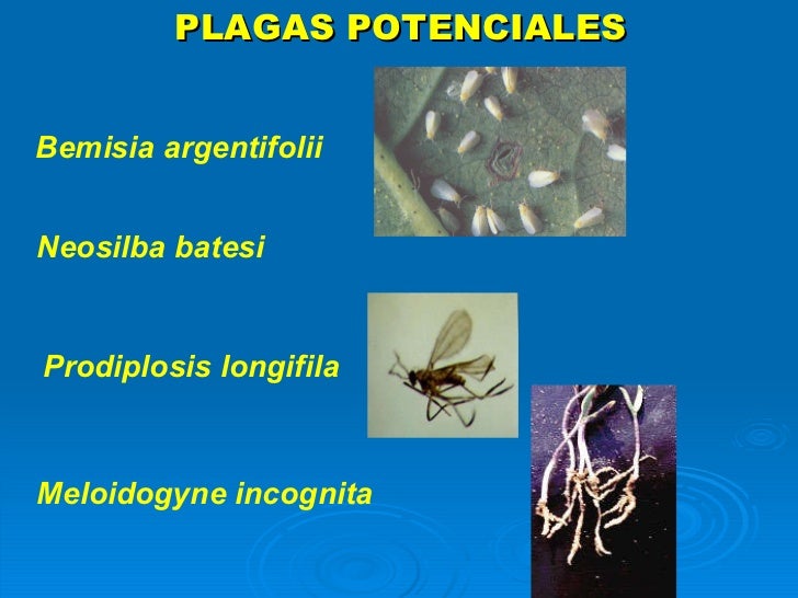 PLAGAS POTENCIALES Bemisia argentifolii Neosilba batesi Prodiplosis longifila Meloidogyne incognita 
