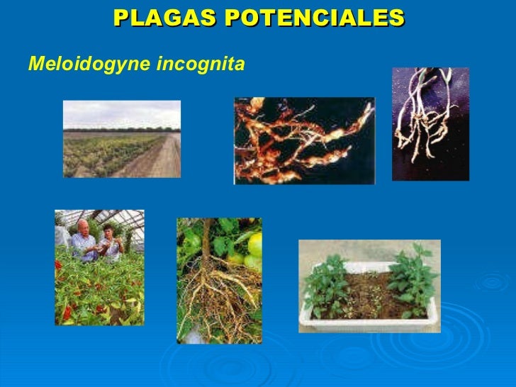 PLAGAS POTENCIALES Meloidogyne incognita 