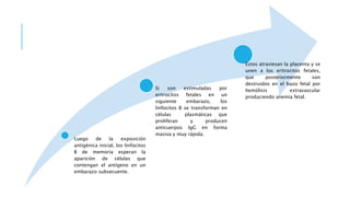 Luego de la exposición
antigénica inicial, los linfocitos
B de memoria esperan la
aparición de células que
contengan el antígeno en un
embarazo subsecuente.
Si son estimuladas por
eritrocitos fetales en un
siguiente embarazo, los
linfocitos B se transforman en
células plasmáticas que
proliferan y producen
anticuerpos IgG en forma
masiva y muy rápida.
Estos atraviesan la placenta y se
unen a los eritrocitos fetales,
que posteriormente son
destruidos en el bazo fetal por
hemólisis extravascular
produciendo anemia fetal.
 