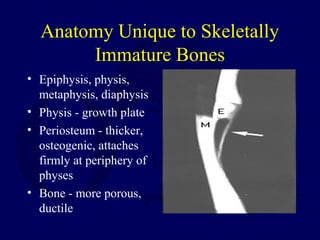 Anatomy Unique to Skeletally
Immature Bones
• Epiphysis, physis,
metaphysis, diaphysis
• Physis - growth plate
• Periosteum - thicker,
osteogenic, attaches
firmly at periphery of
physes
• Bone - more porous,
ductile
 