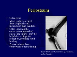 Periosteum
• Osteogenic
• More readily elevated
from diaphysis and
metaphysis than in adults
• Often intact on the
concave (compression)
side of the injury - may be
helpful as a hinge for
reduction, promote rapid
healing
• Periosteal new bone
contributes to remodeling
From The Closed Treatment of Fractures,
John Charnley
 