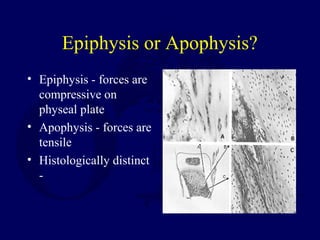 Epiphysis or Apophysis?
• Epiphysis - forces are
compressive on
physeal plate
• Apophysis - forces are
tensile
• Histologically distinct
-
 