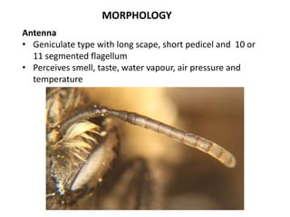 MORPHOLOGY
Antenna
• Geniculate type with long scape, short pedicel and 10 or
11 segmented flagellum
• Perceives smell, taste, water vapour, air pressure and
temperature
 