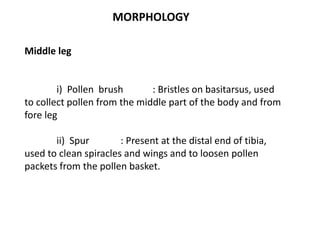 MORPHOLOGY
Middle leg
i) Pollen brush : Bristles on basitarsus, used
to collect pollen from the middle part of the body and from
fore leg
ii) Spur : Present at the distal end of tibia,
used to clean spiracles and wings and to loosen pollen
packets from the pollen basket.
 