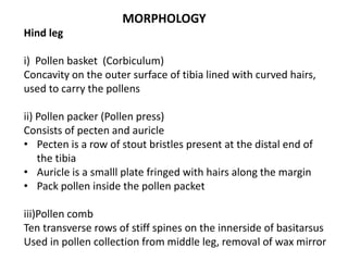 MORPHOLOGY
Hind leg
i) Pollen basket (Corbiculum)
Concavity on the outer surface of tibia lined with curved hairs,
used to carry the pollens
ii) Pollen packer (Pollen press)
Consists of pecten and auricle
• Pecten is a row of stout bristles present at the distal end of
the tibia
• Auricle is a smalll plate fringed with hairs along the margin
• Pack pollen inside the pollen packet
iii)Pollen comb
Ten transverse rows of stiff spines on the innerside of basitarsus
Used in pollen collection from middle leg, removal of wax mirror
 