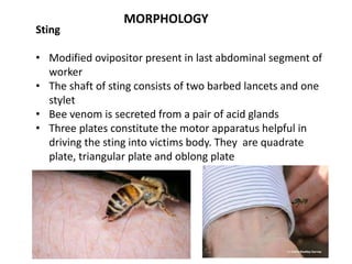 MORPHOLOGY
Sting
• Modified ovipositor present in last abdominal segment of
worker
• The shaft of sting consists of two barbed lancets and one
stylet
• Bee venom is secreted from a pair of acid glands
• Three plates constitute the motor apparatus helpful in
driving the sting into victims body. They are quadrate
plate, triangular plate and oblong plate
 