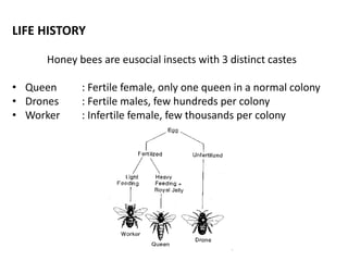 LIFE HISTORY
Honey bees are eusocial insects with 3 distinct castes
• Queen : Fertile female, only one queen in a normal colony
• Drones : Fertile males, few hundreds per colony
• Worker : Infertile female, few thousands per colony
 