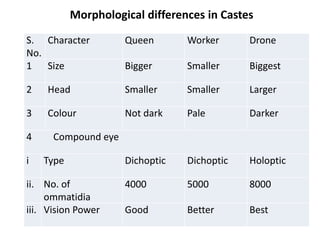 S.
No.
Character Queen Worker Drone
1 Size Bigger Smaller Biggest
2 Head Smaller Smaller Larger
3 Colour Not dark Pale Darker
4 Compound eye
i Type Dichoptic Dichoptic Holoptic
ii. No. of
ommatidia
4000 5000 8000
iii. Vision Power Good Better Best
Morphological differences in Castes
 