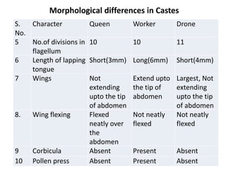 S.
No.
Character Queen Worker Drone
5 No.of divisions in
flagellum
10 10 11
6 Length of lapping
tongue
Short(3mm) Long(6mm) Short(4mm)
7 Wings Not
extending
upto the tip
of abdomen
Extend upto
the tip of
abdomen
Largest, Not
extending
upto the tip
of abdomen
8. Wing flexing Flexed
neatly over
the
abdomen
Not neatly
flexed
Not neatly
flexed
9 Corbicula Absent Present Absent
10 Pollen press Absent Present Absent
Morphological differences in Castes
 