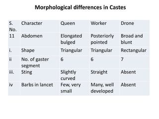 S.
No.
Character Queen Worker Drone
11 Abdomen Elongated
bulged
Posteriorly
pointed
Broad and
blunt
i. Shape Triangular Triangular Rectangular
ii No. of gaster
segment
6 6 7
iii. Sting Slightly
curved
Straight Absent
iv Barbs in lancet Few, very
small
Many, well
developed
Absent
Morphological differences in Castes
 