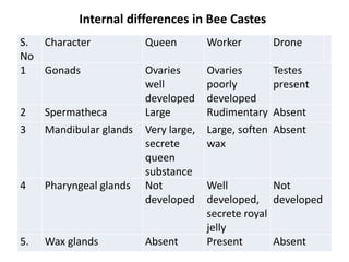 S.
No
Character Queen Worker Drone
1 Gonads Ovaries
well
developed
Ovaries
poorly
developed
Testes
present
2 Spermatheca Large Rudimentary Absent
3 Mandibular glands Very large,
secrete
queen
substance
Large, soften
wax
Absent
4 Pharyngeal glands Not
developed
Well
developed,
secrete royal
jelly
Not
developed
5. Wax glands Absent Present Absent
Internal differences in Bee Castes
 