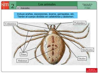 2 Los animales
12
Ciencias de la
Naturaleza
Arácnidos 1º ESO
Incluye arañas, escorpiones, ácaros, garrapatas, etc.
Tienen el cuerpo dividido en cafalotórax y abdomen.
Cefalotórax Pedipalpos
Patas
Quelíceros
Ocelos
Abdomen