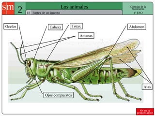2 Los animales 
18 
Ciencias de la 
Naturaleza 
Partes de un insecto 1º ESO 
Ocelos Cabeza Tórax Abdomen 
Ojos compuestos 
Antenas 
Alas 
