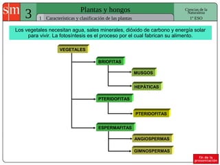 3 Plantas y hongos
1
Ciencias de la
Naturaleza
Características y clasificación de las plantas 1º ESO
Los vegetales necesitan agua, sales minerales, dióxido de carbono y energía solar
para vivir. La fotosíntesis es el proceso por el cual fabrican su alimento.
VEGETALES
BRIOFITAS
PTERIDOFITAS
ESPERMAFITAS
MUSGOS
HEPÁTICAS
PTERIDOFITAS
ANGIOSPERMAS
GIMNOSPERMAS