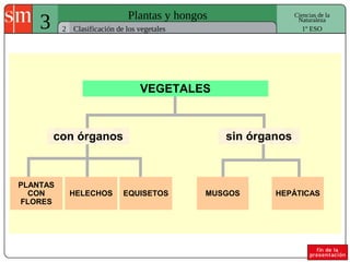 3 Plantas y hongos 
2 
Ciencias de la 
Naturaleza 
Clasificación de los vegetales 1º ESO 
VEGETALES 
con órganos sin órganos 
MUSGOS HEPÁTICAS 
PLANTAS 
CON 
FLORES 
HELECHOS EQUISETOS 
