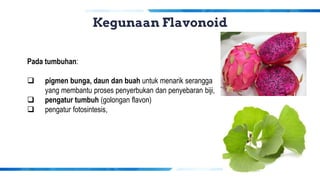 Kegunaan Flavonoid
Pada tumbuhan:
❑ pigmen bunga, daun dan buah untuk menarik serangga
yang membantu proses penyerbukan dan penyebaran biji,
❑ pengatur tumbuh (golongan flavon)
❑ pengatur fotosintesis,
 