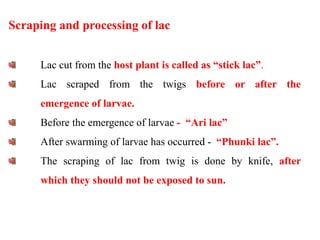 P 06 Lac Insect.ppt.oihgghhgyuyggitrtuiiigg | PPT