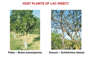 Lak Insect P 06 Lac Insect.ppt.oihgghhgyuyggitrtuiiigg | PPT