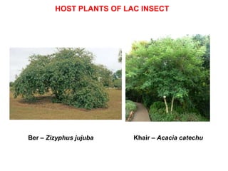 Lak Insect P 06 Lac Insect.ppt.oihgghhgyuyggitrtuiiigg | PPT
