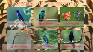 Picoespina Dorsipurpura Quinde Herrero Quinde Gigante
Quinde Colilargo Silfo Colivioleta Zamarrito Pechinegro
 