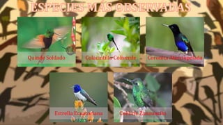 Quinde Soldado Colacintillo Coliverde Coronita Aterciopelada
Estrella Ecuatoriana Colibríe Zunzuncito
 