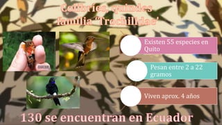 Existen 55 especies en
Quito
Pesan entre 2 a 22
gramos
Viven aprox. 4 años
 