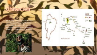 En Mashpi se han identificado 32
especies de colibríes (24% de la
diversidad del país) y 19 son las
especies que visitan los bebederos
(59% de la diversidad de Mashpi)
 