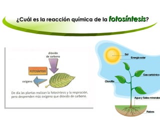 ¿Cuál es la reacción química de la  fotosíntesis ? 