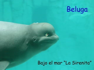 Beluga




Bajo el mar “La Sirenita”
 