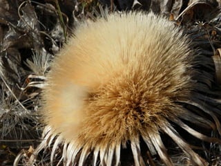 le printemps arrive 1