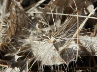 le printemps arrive 1