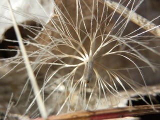 le printemps arrive 1