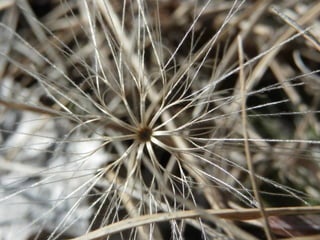 le printemps arrive 1