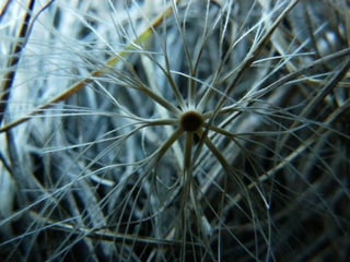 le printemps arrive 1