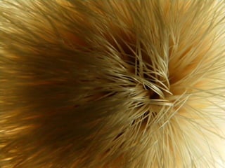 le printemps arrive 1