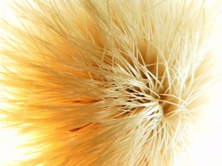 le printemps arrive 1